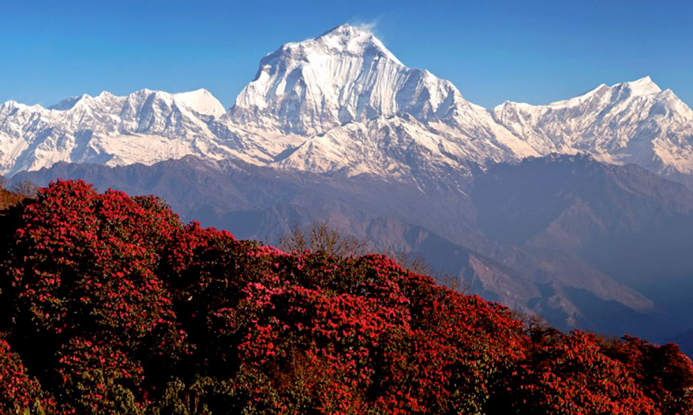 Ghorepani Poon Hill Trek
